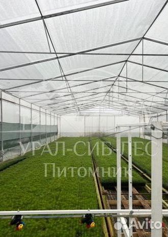 Сеянцы на лесовосстановление Горная сосна Мугус зк