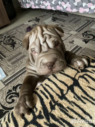 Щенки шарпей