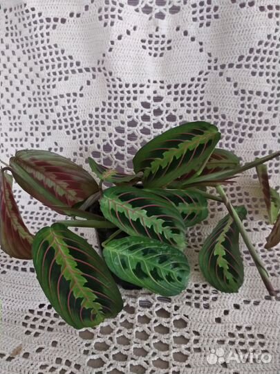 Маранта триколор