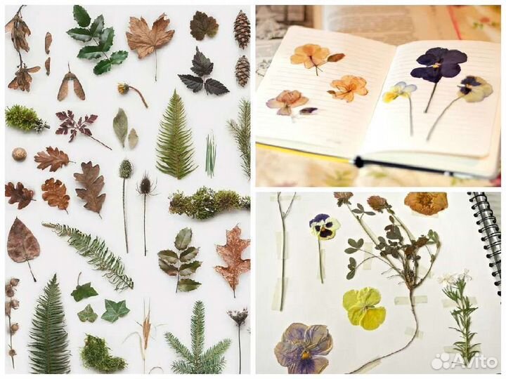 Гербарий для начальной школы