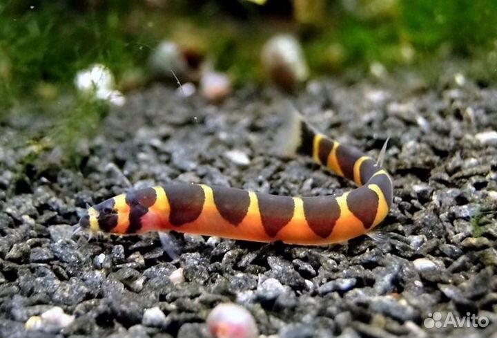 Акантофтальмус