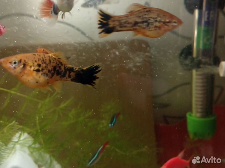 Аквариумные рыбки