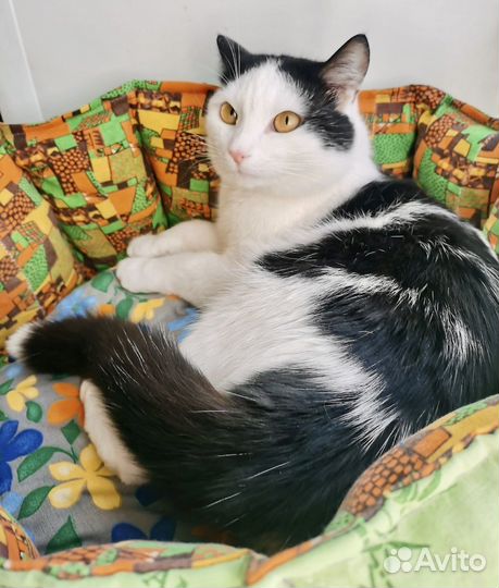 Котик из приюта