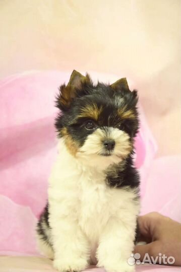 Щенка Бивер йорка мини девочка