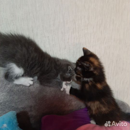 Котята
