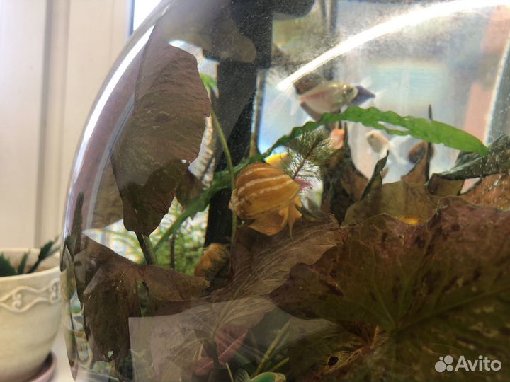 Улитки ампулярии