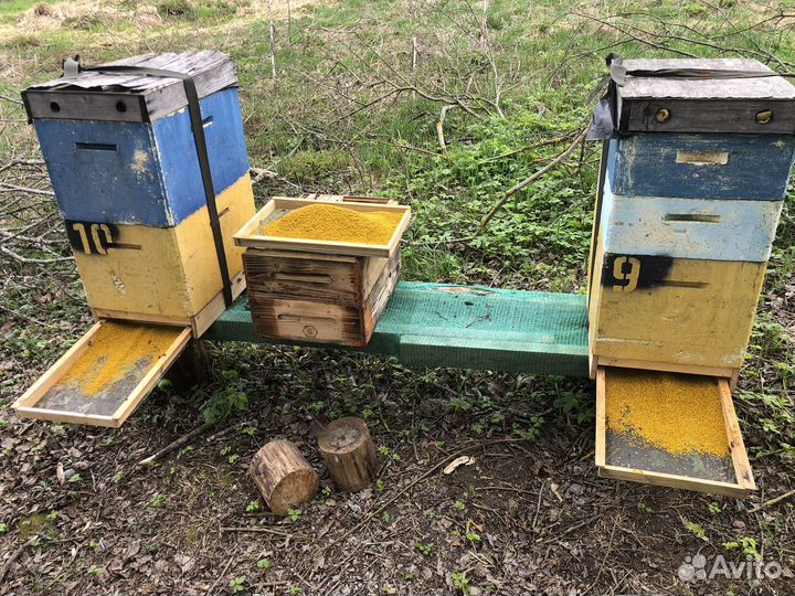 Пыльца пчелиная свежая 2024 опт розница