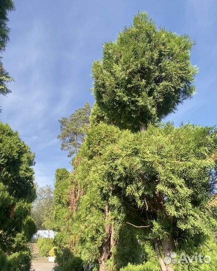 Туя Формированная 3,8 метра