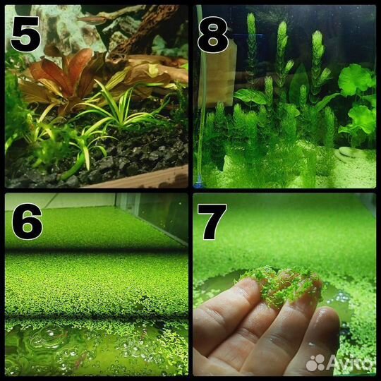 Аквариумные растения. Кринум. Анубиас нана. Мхи