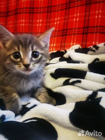 Кошка в дар