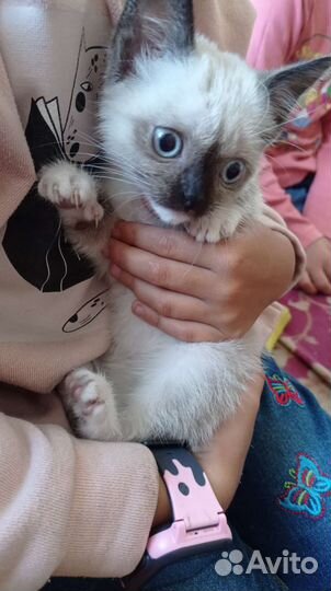 Сиамская кошка
