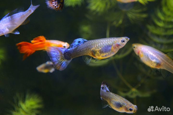 Рыбки Гуппи