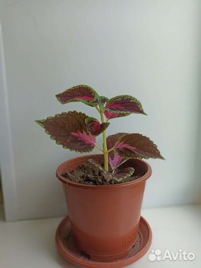 Пахистахис Толстянка Колеос Фиалка