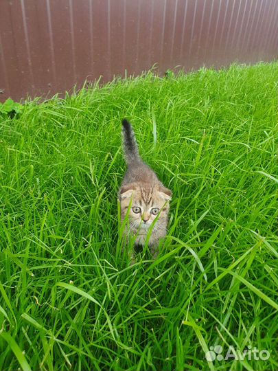 Котенок мальчик бесплатно