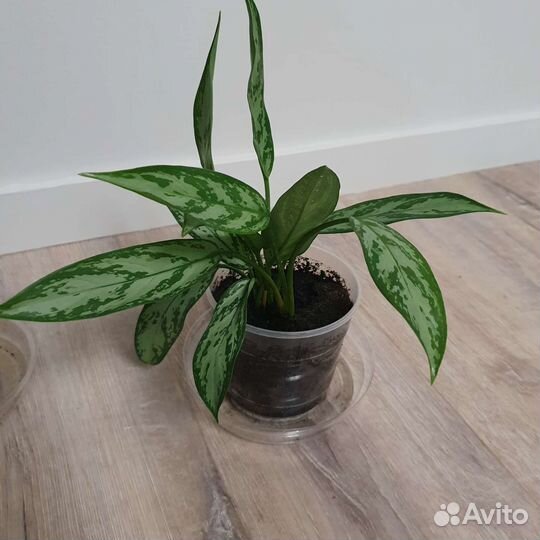 Аглаонема-мартя Спатифиллум Бамбук традесканциярео