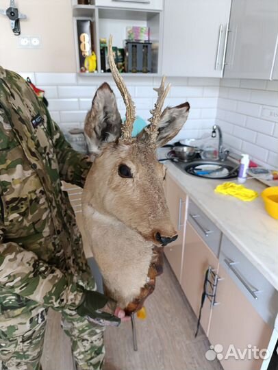 Чучела головы косулей