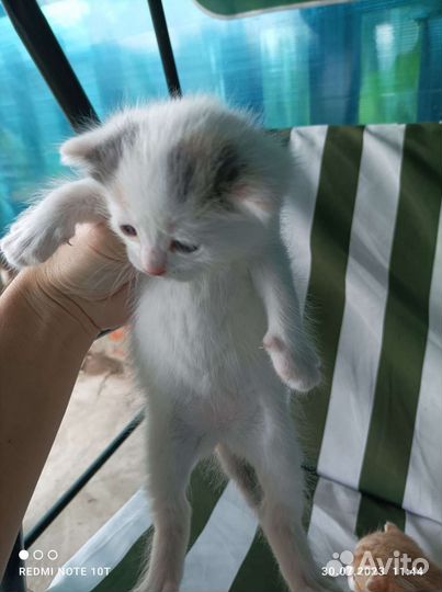 Кошки в добрые руки бесплатно