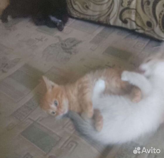 Котята