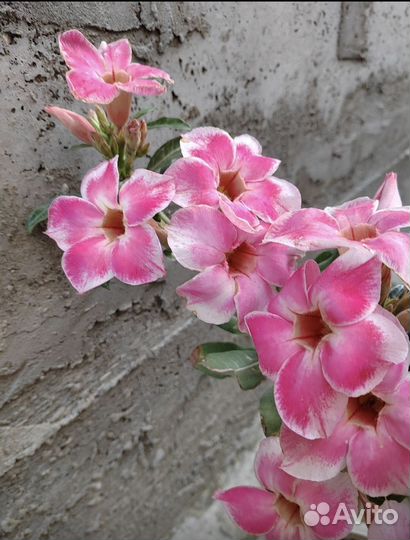 Адениум прививка