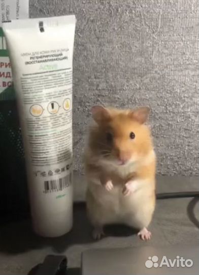 Продаю хомяков вместе с клеткой