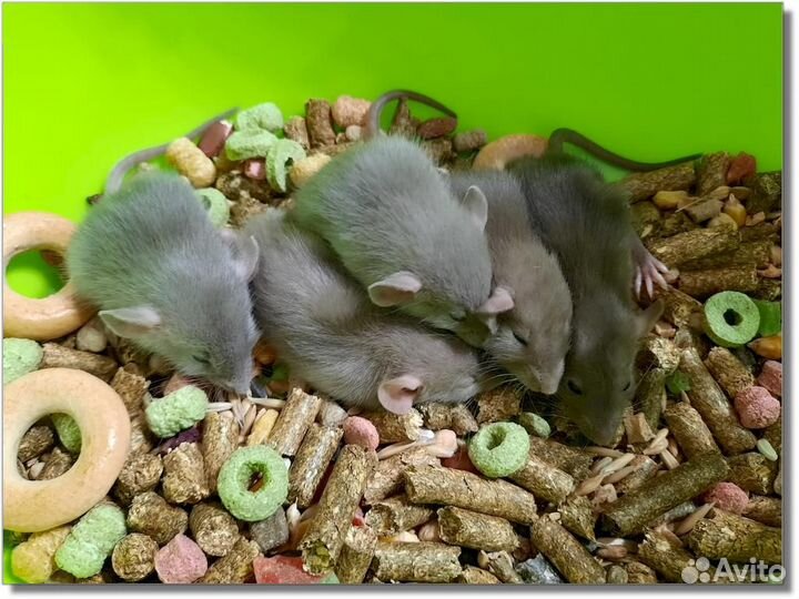 Крысы (Дамбо). Крысята (шоколадные)