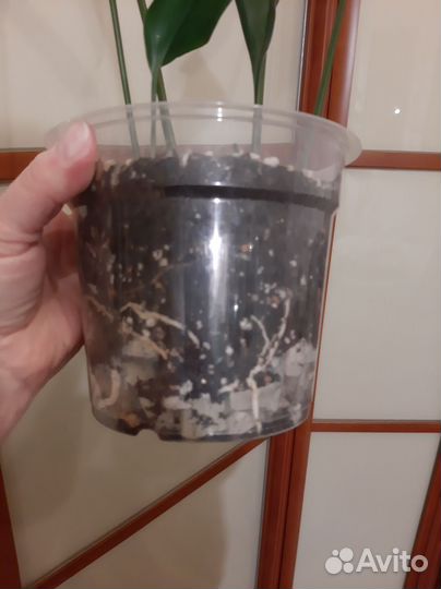 Аспидистра элатиор взрослая