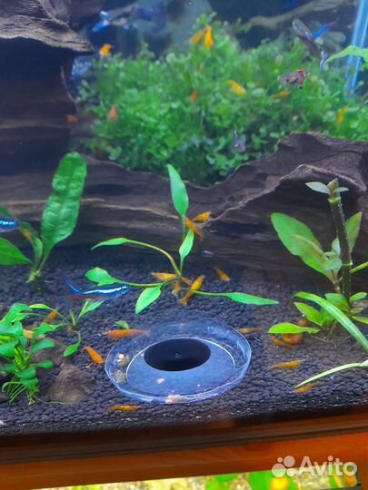 Аквариумные рыбки и растения