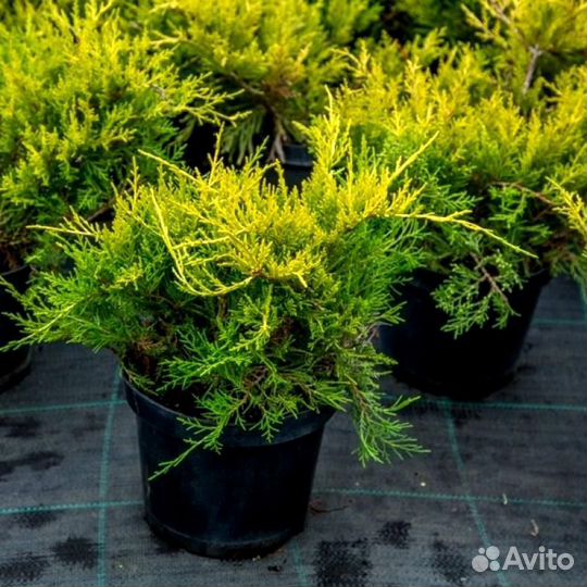 Можжевельник