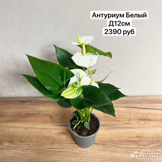 Растения для дома