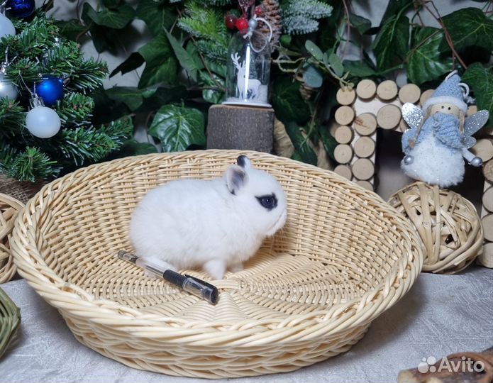 Декоративные карликовые кролики Мини