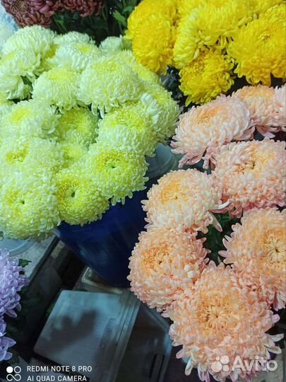 Королевская хризантема одноголовая букет корзина