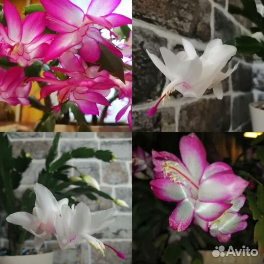 Декабрист шлюмбергера