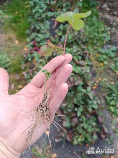 Клубника Купчиха