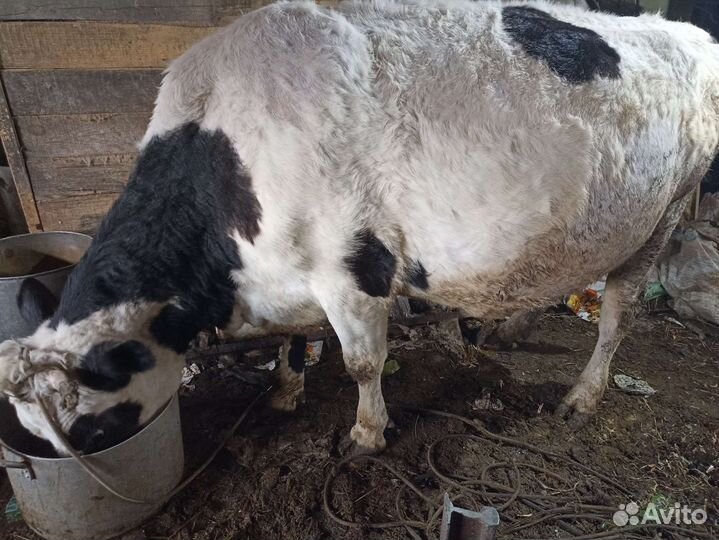 Бык, корова