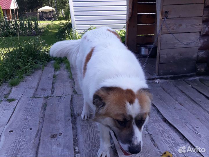 Московская сторожевая в добрые руки