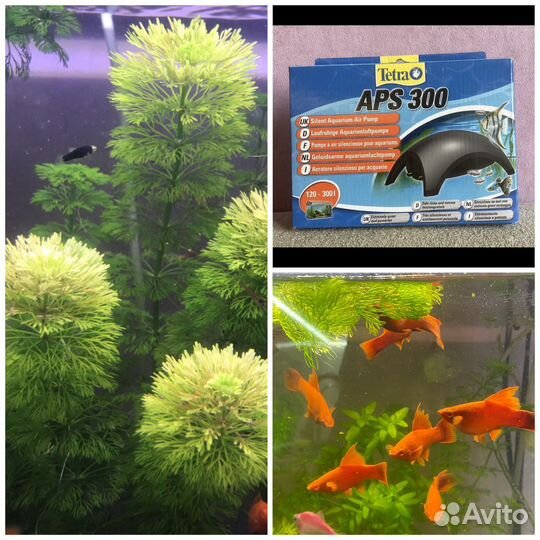 Меченосец рубин. Анцитпус супер рэд вуалевый