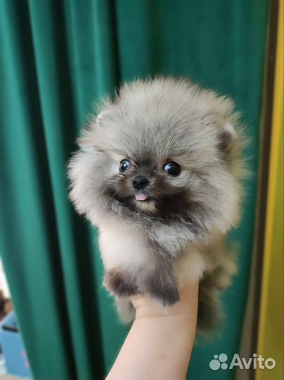 Шпиц микро девочка