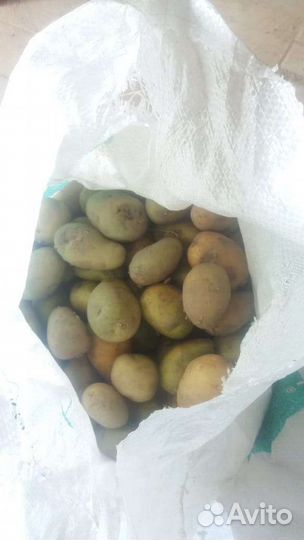 Картофель молодой на корм с/х животным (Китай)