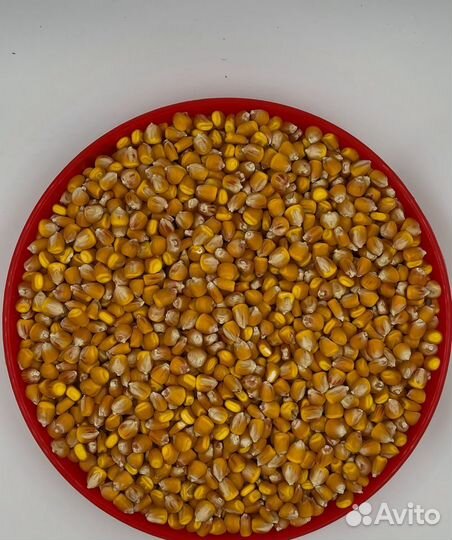 Семена кукурузы Краснодарский 291