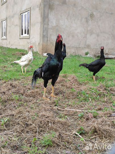 Бойцовая птица