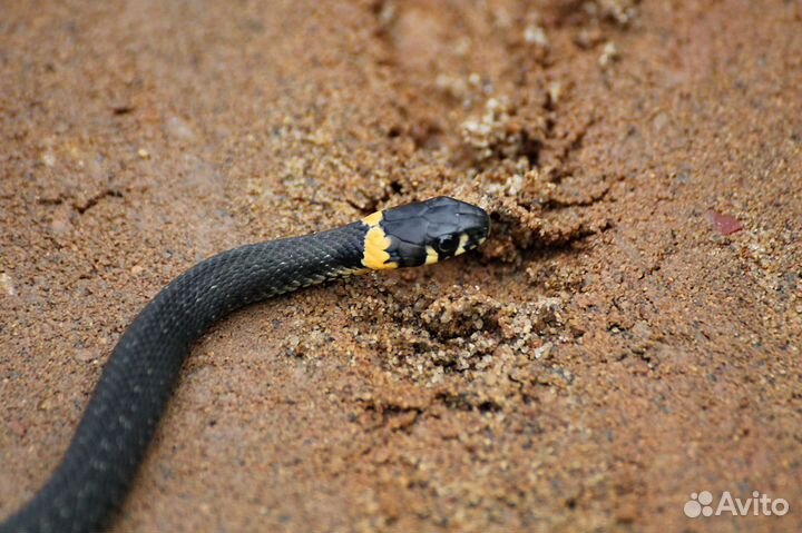 Змеи. Для новичков.Ужи Змеи. Молодые
