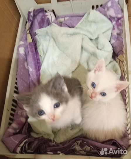 Котята в добрые руки мальчик и девочка