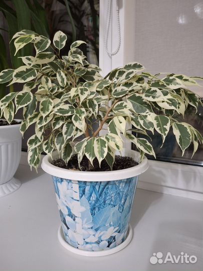 Фикус бенджамина