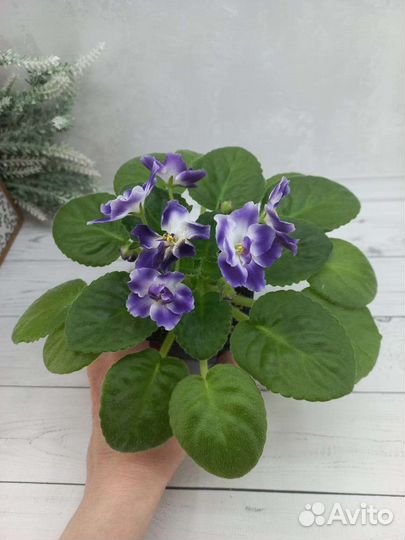 Цветущие фиалки