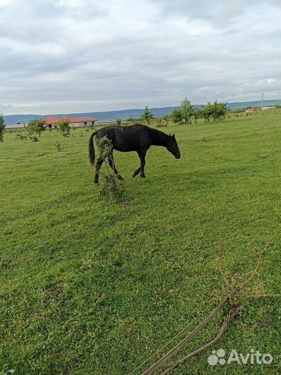 Лошадь жеребец