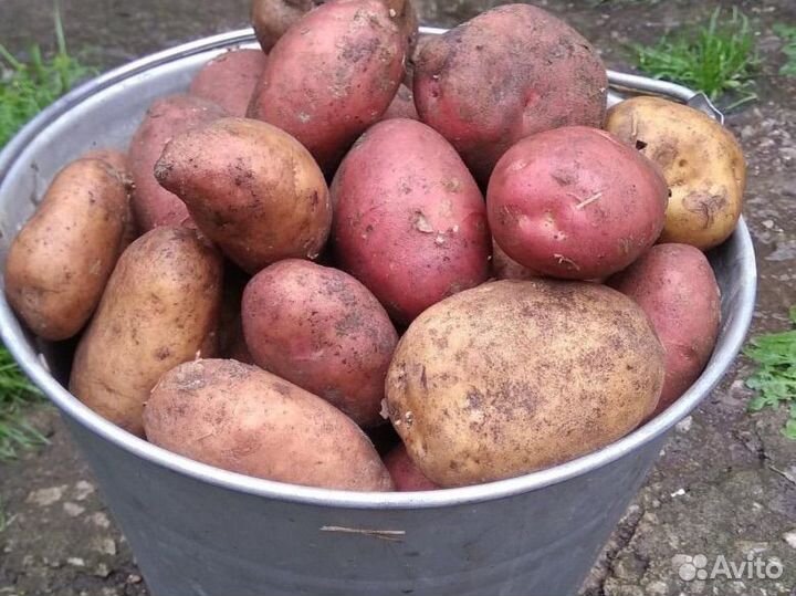 Продам картофель