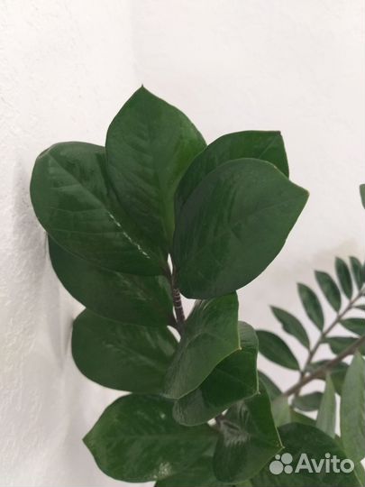 Замиокулькас