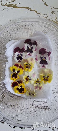 Комнатные растения цветы