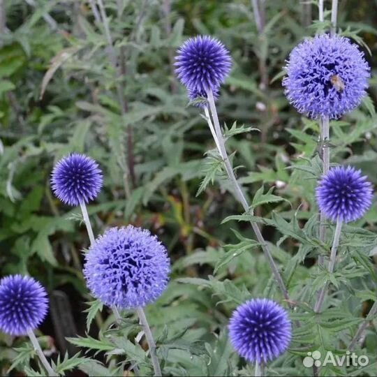 Семена трав и цветов для малоуходного сада