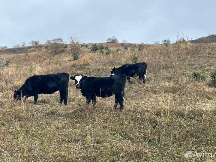 Коровы,телята,бычки
